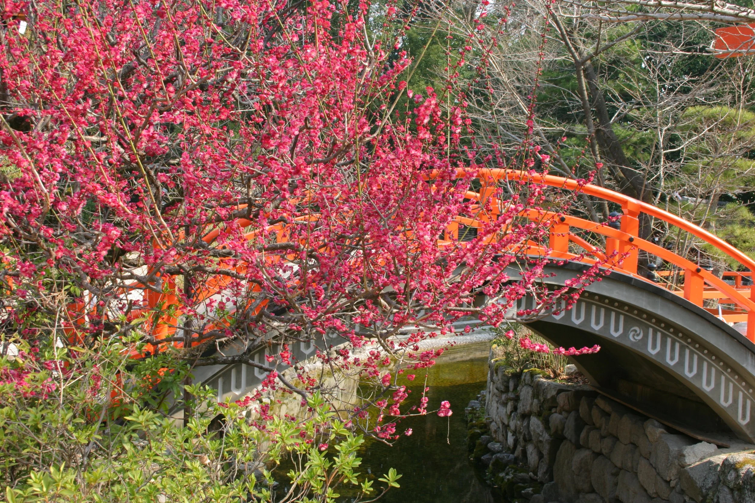 京都の梅情報 2026 — Genji Kyoto